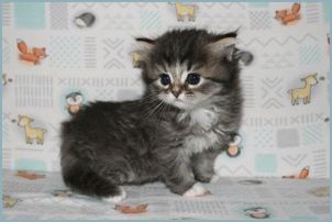 Female Siberian Kitten from Deedlebug Siberians 